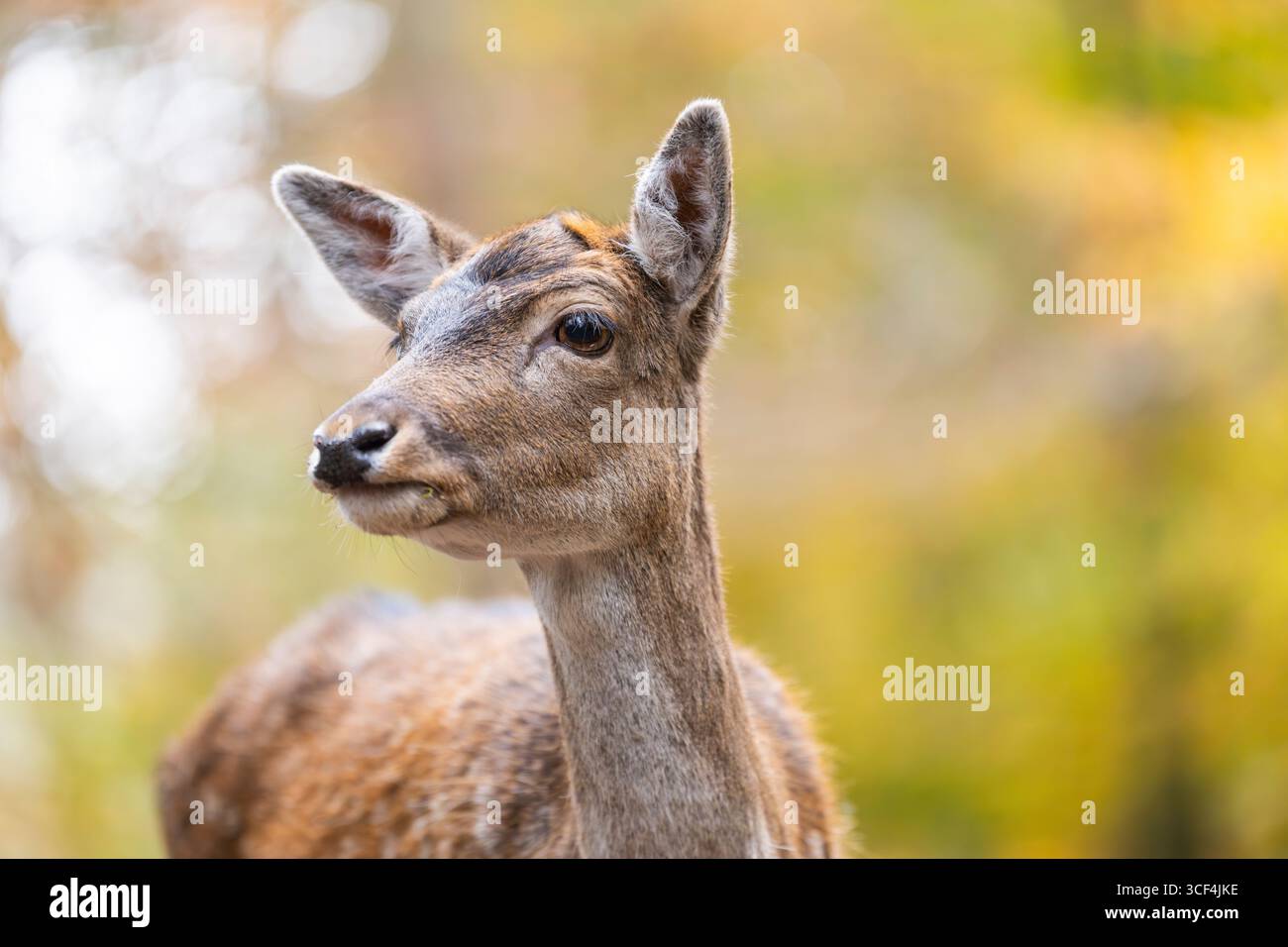 Il cervo europeo (dama dama) si trova in una foresta in una giornata nebbiosa in autunno, ritratto, Baviera, Germania, Europa Foto Stock