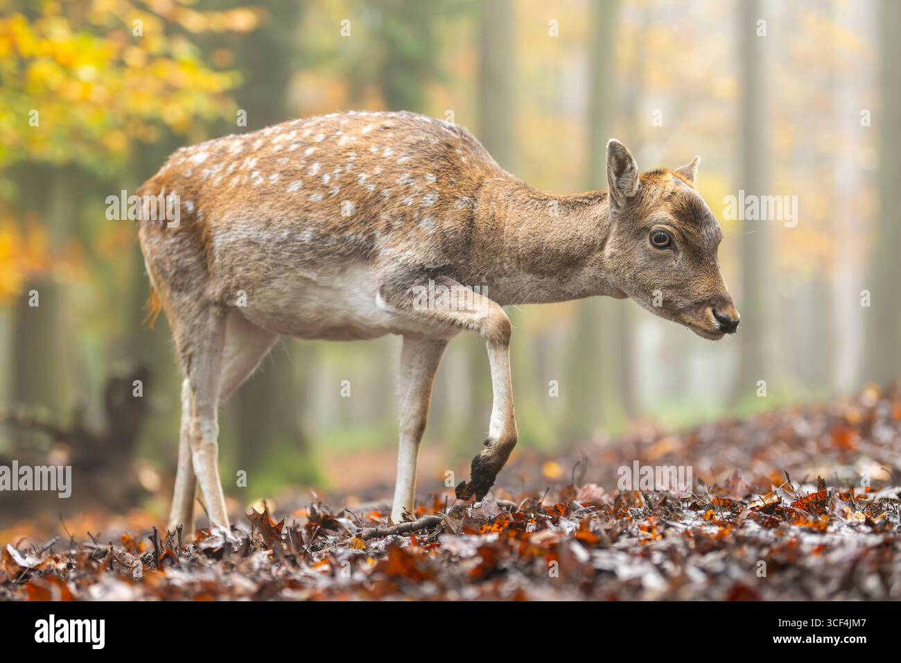 Il cervo europeo (dama dama) cammina in una foresta in una giornata nebbiosa in autunno, in Baviera, Germania, Europa Foto Stock