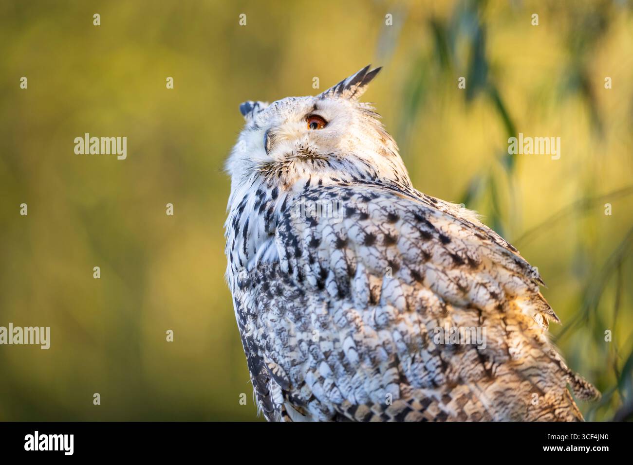 Ritratto del gufo siberiano (bubo bubo sibiricus), autunno, Baviera, Germania, Europa Foto Stock