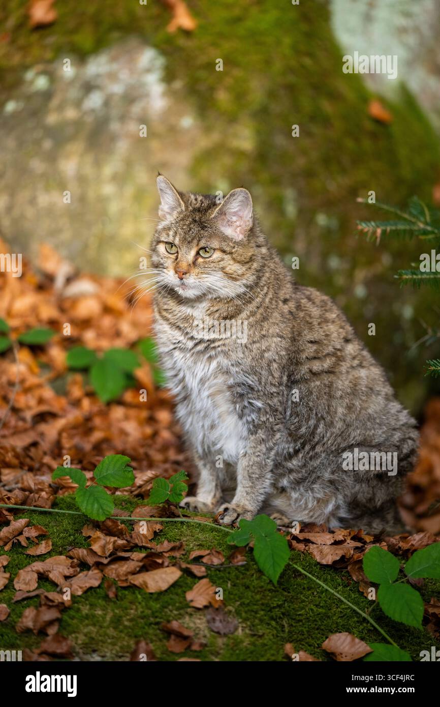 gatto selvatico europeo (Felis silvestris silvestris) seduto in una foresta in autunno, Baviera, Germania, Europa Foto Stock