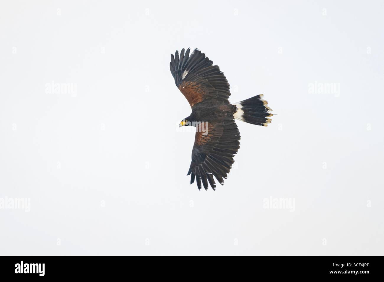 Il falco di Harris (Parabuteo unicinctus) vola nel cielo, autunno, Baviera, Germania, Europa Foto Stock Il falco di Harris (Parabuteo unicinctus) vola nel cielo, autunno, Baviera, Germania, Europa Foto Stock