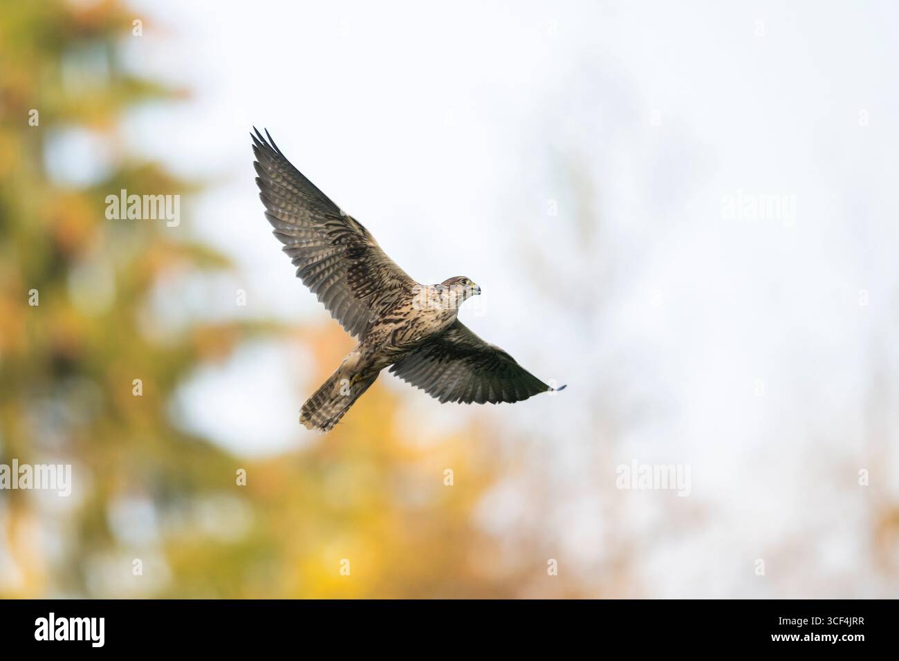 Falco Peregrine (Falco peregrinus) in volo, autunno, Baviera, Germania, Europa Foto Stock Falco Peregrine (Falco peregrinus) in volo, autunno, Baviera, Germania, Europa Foto Stock
