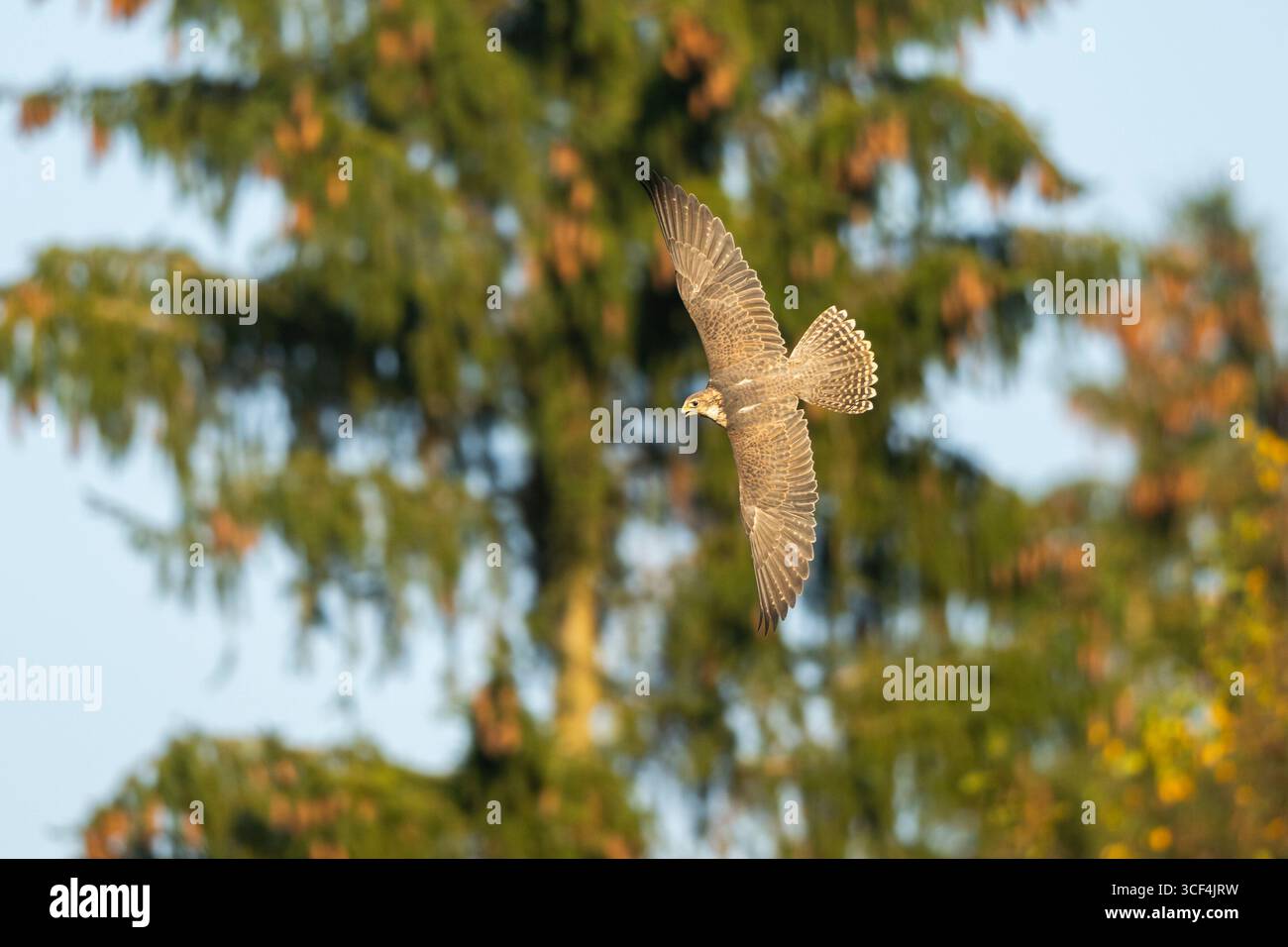 Falco Peregrine (Falco peregrinus) in volo, autunno, Baviera, Germania, Europa Foto Stock Falco Peregrine (Falco peregrinus) in volo, autunno, Baviera, Germania, Europa Foto Stock