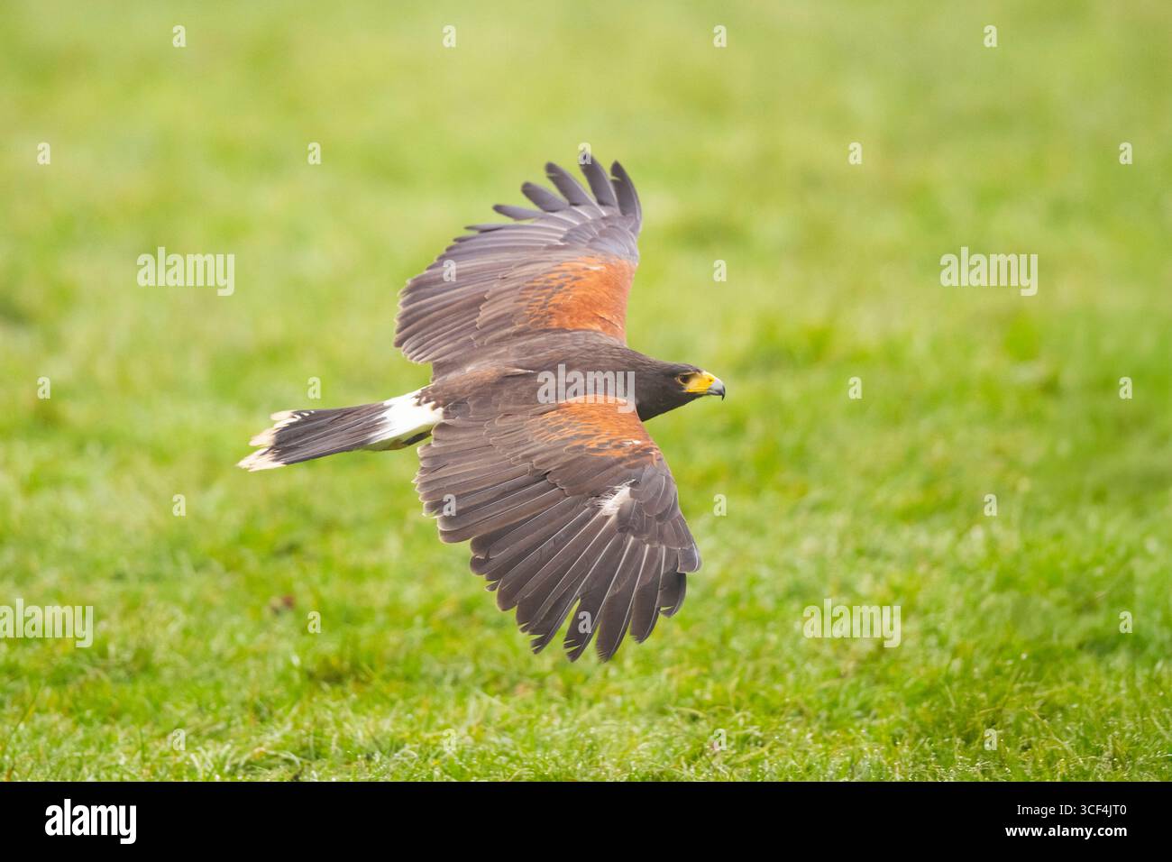 Il falco di Harris (Parabuteo unicinctus) sorvola un prato, autunno, Baviera, Germania, Europa Foto Stock Il falco di Harris (Parabuteo unicinctus) sorvola un prato, autunno, Baviera, Germania, Europa Foto Stock