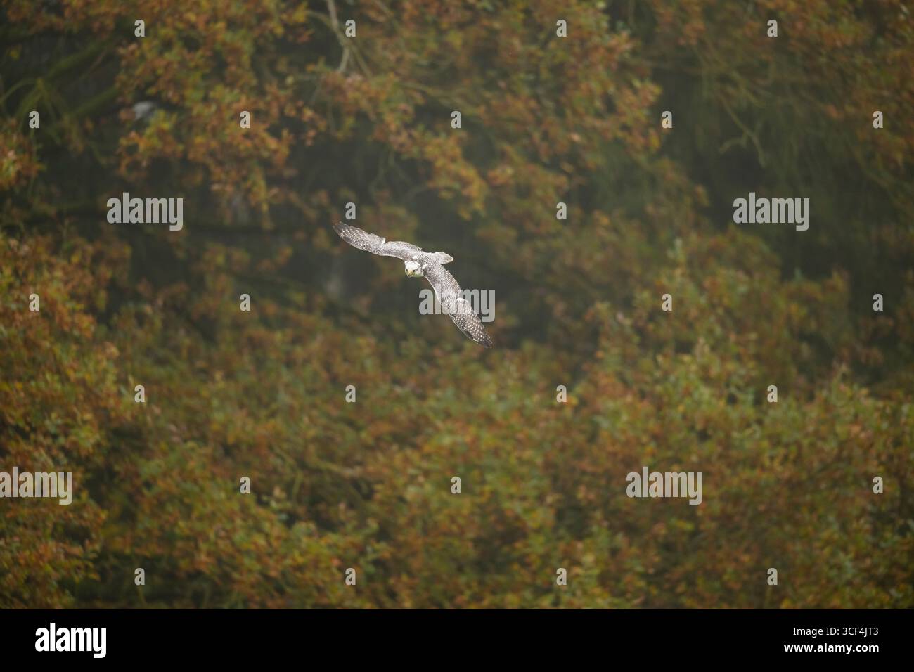 Falco Saker (Falco cherrug) in volo, autunno, Baviera, Germania, Europa Foto Stock