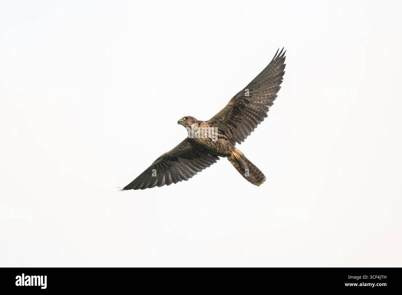 Falco Peregrine (Falco peregrinus) in volo, autunno, Baviera, Germania, Europa Foto Stock Falco Peregrine (Falco peregrinus) in volo, autunno, Baviera, Germania, Europa Foto Stock