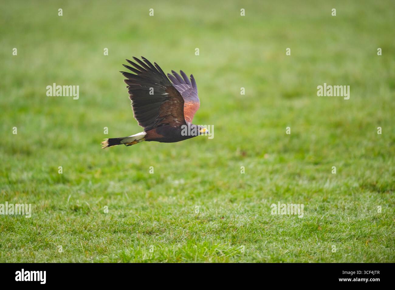 Il falco di Harris (Parabuteo unicinctus) sorvola un prato, autunno, Baviera, Germania, Europa Foto Stock Il falco di Harris (Parabuteo unicinctus) sorvola un prato, autunno, Baviera, Germania, Europa Foto Stock