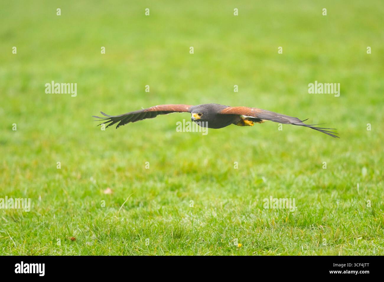 Il falco di Harris (Parabuteo unicinctus) sorvola un prato, autunno, Baviera, Germania, Europa Foto Stock Il falco di Harris (Parabuteo unicinctus) sorvola un prato, autunno, Baviera, Germania, Europa Foto Stock
