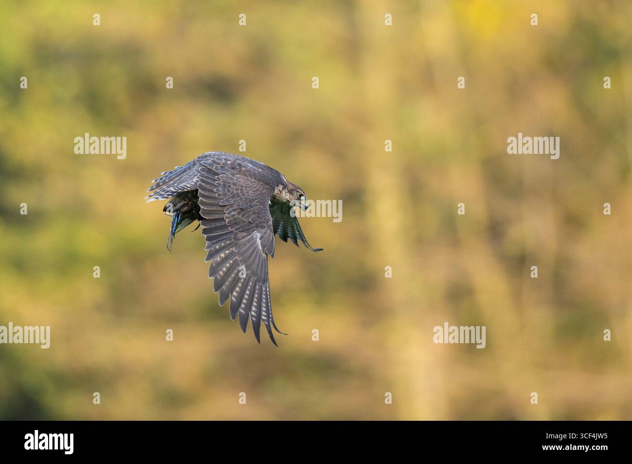 Falco Peregrine (Falco peregrinus) in volo, autunno, Baviera, Germania, Europa Foto Stock Falco Peregrine (Falco peregrinus) in volo, autunno, Baviera, Germania, Europa Foto Stock