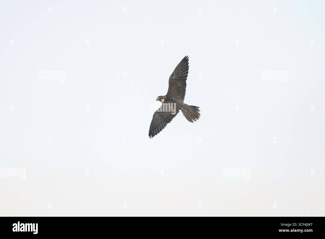 Falco Peregrine (Falco peregrinus) in volo, autunno, Baviera, Germania, Europa Foto Stock