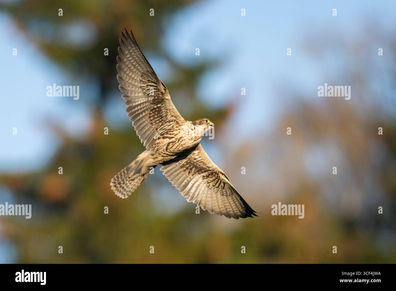 Falco Peregrine (Falco peregrinus) in volo, autunno, Baviera, Germania, Europa Foto Stock Falco Peregrine (Falco peregrinus) in volo, autunno, Baviera, Germania, Europa Foto Stock