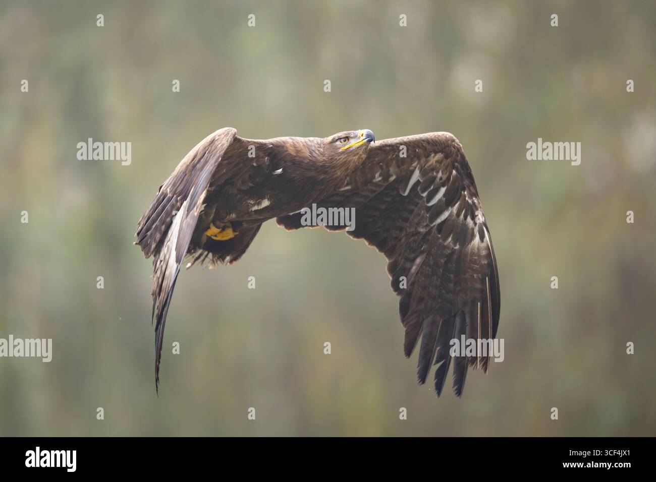 Aquila di steppa (Aquila nipalensis) in volo in una giornata nebbiosa in autunno, Baviera, Germania, Europa Foto Stock