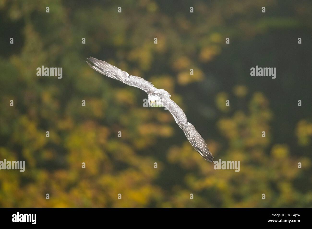 Falco Saker (Falco cherrug) in volo, autunno, Baviera, Germania, Europa Foto Stock