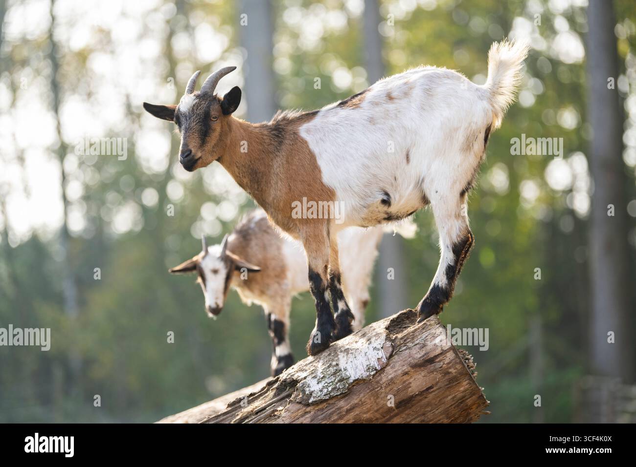 Capra domestica (Capra hircus) in piedi su un bosco in autunno, Baviera, Germania, Europa Foto Stock