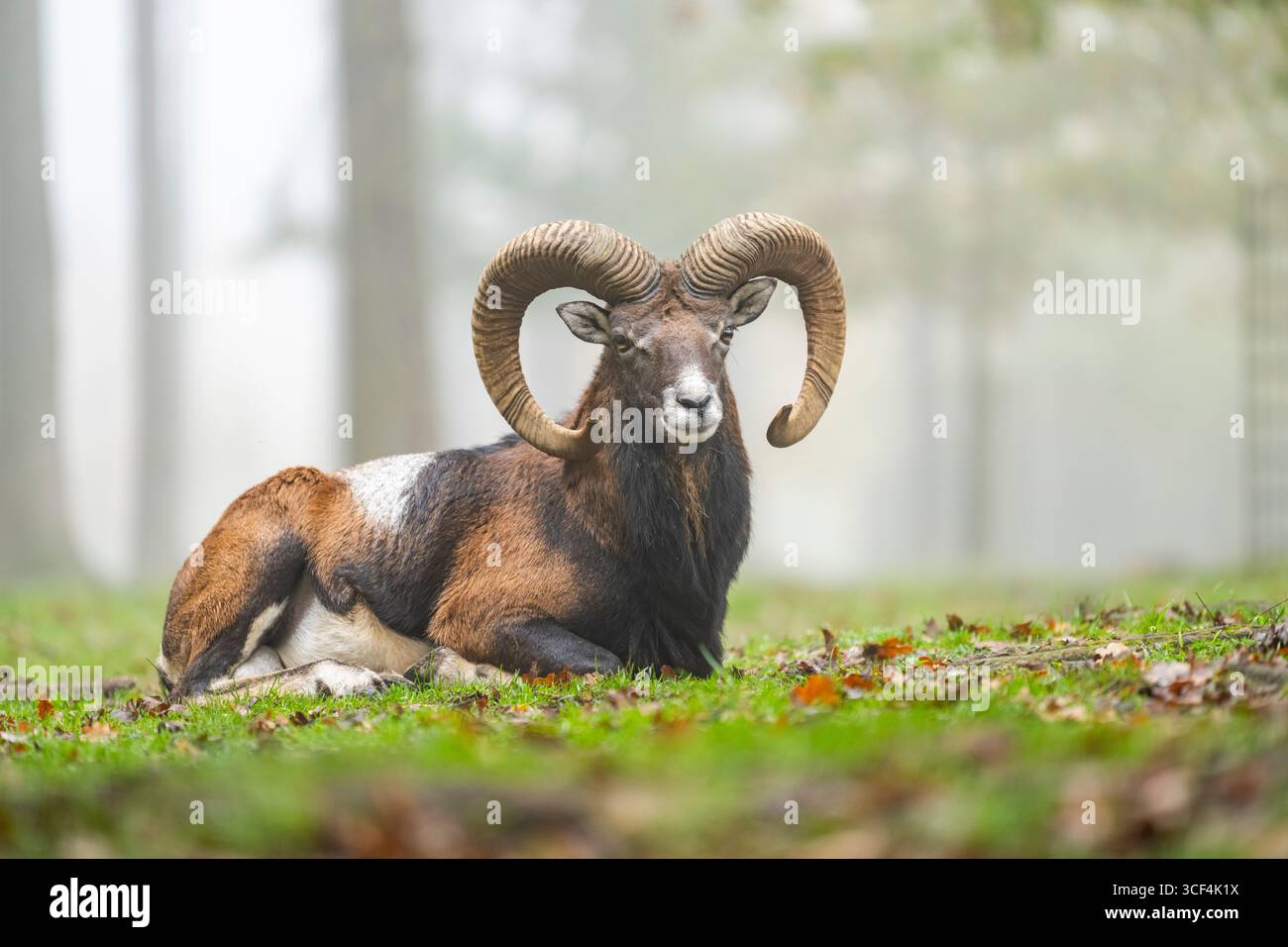 Mouflon europeo (Ovis aries musimon) ariete (maschio) giacente in una foresta in autunno, Baviera, Germania, Europa Foto Stock