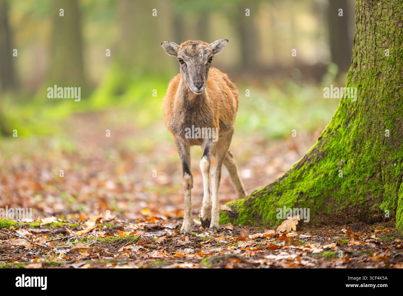 Muflon europeo (Ovis aries musimon) pecore (femmina) in una foresta in autunno, Baviera, Germania, Europa Foto Stock