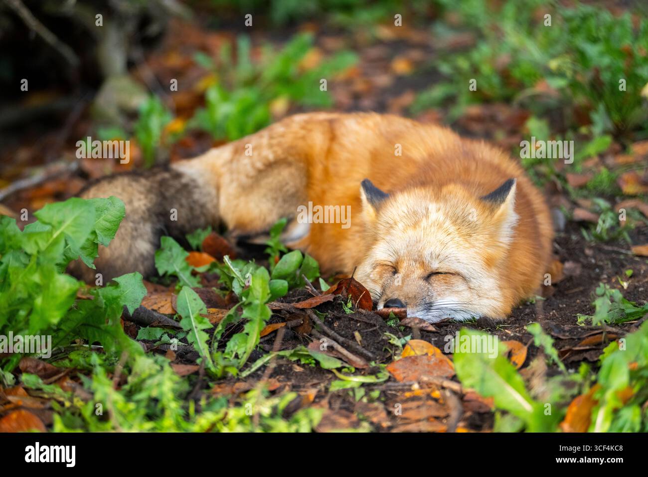 Volpe rossa (Vulpes vulpes) in una foresta in autunno, Baviera, Germania, Europa Foto Stock