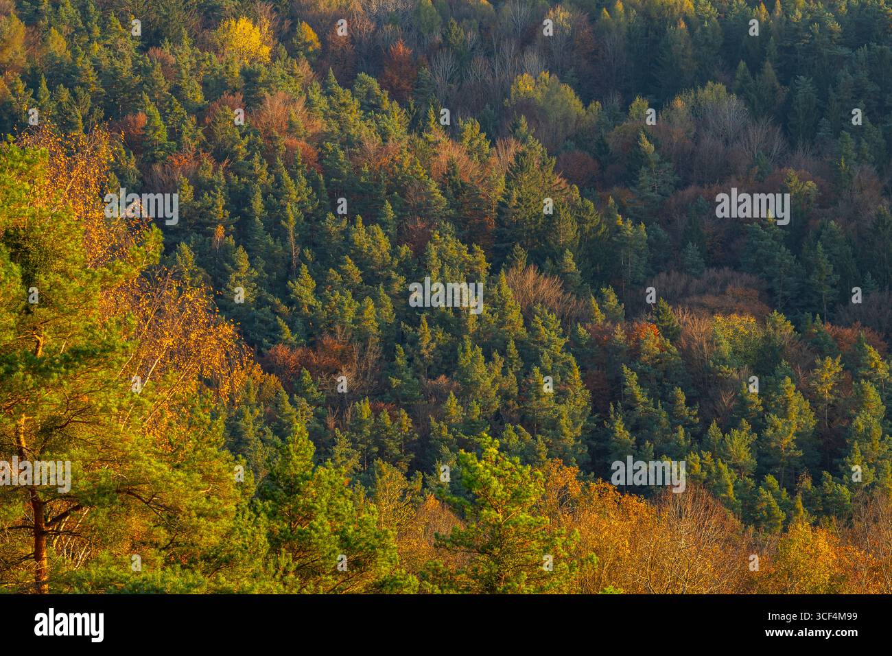 Vista su alberi colorati al tramonto in autunno, Neumarkt nell'alto Palatinato, Baviera, Germania Foto Stock