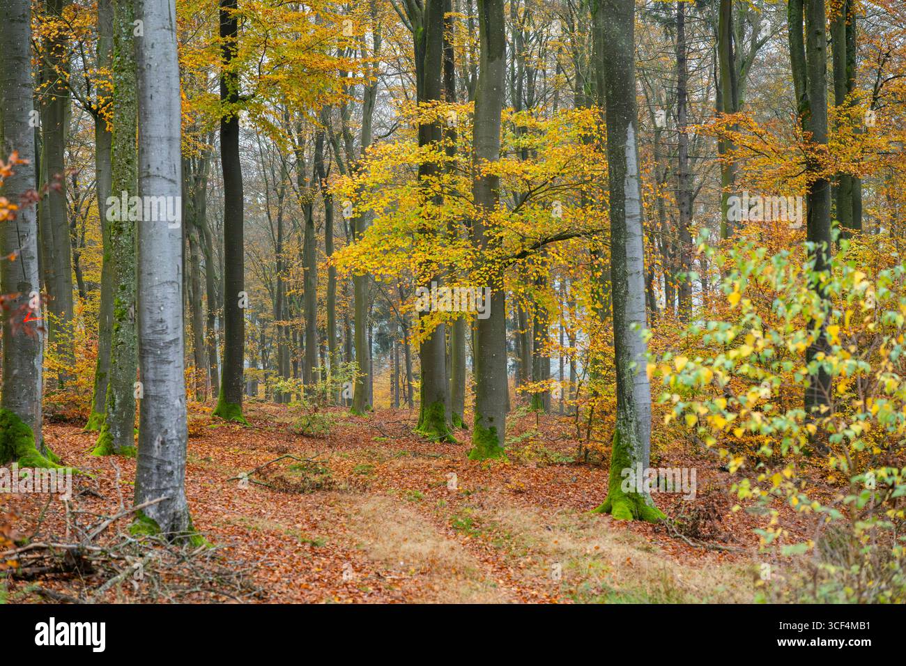 Faggio europeo (Fagus sylvatica), foglie colorate in autunno in una foresta di faggio, Baviera, Germania Foto Stock