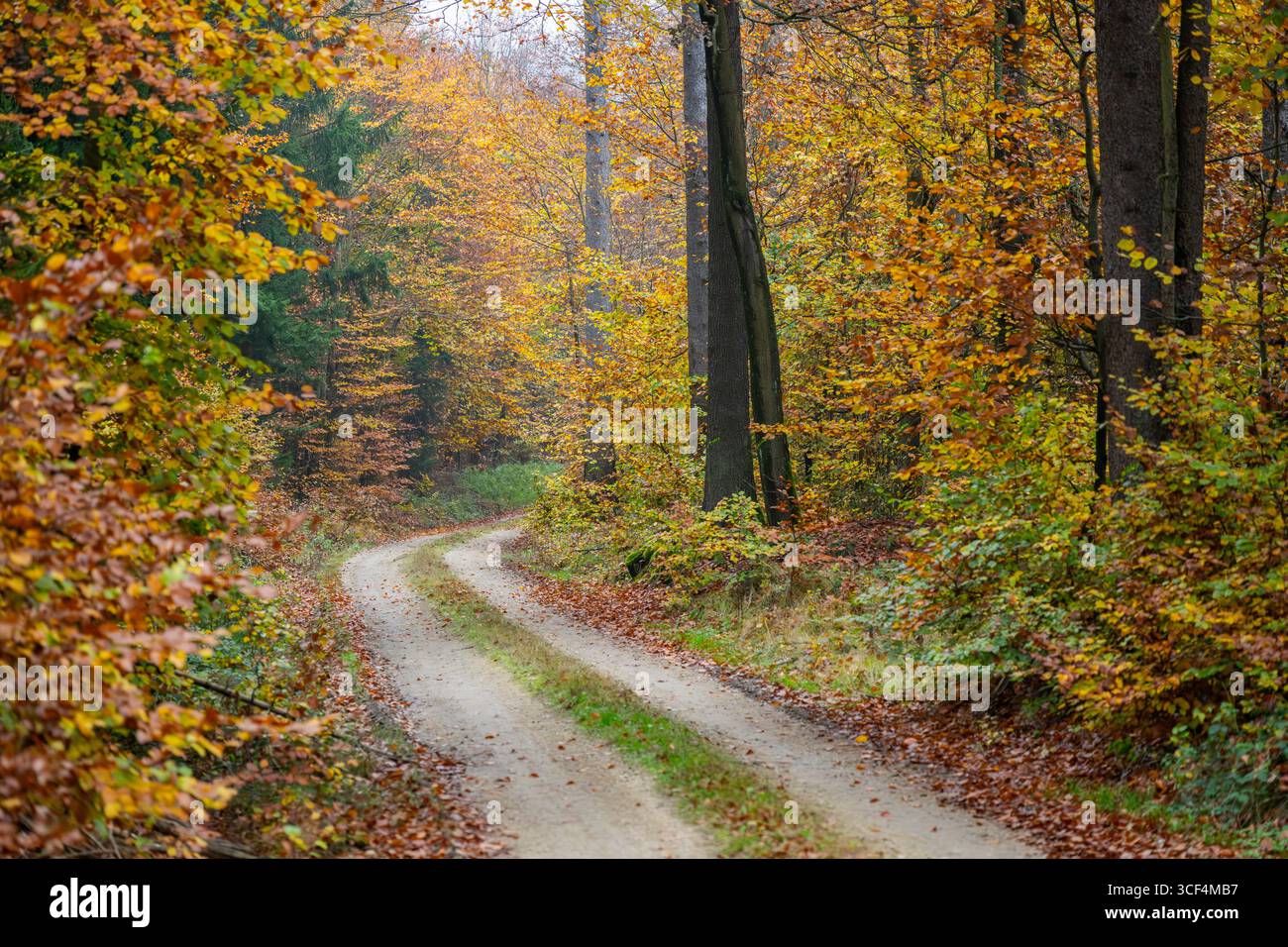 Paesaggio di un sentiero che attraversa la foresta europea di faggi (Fagus sylvatica), foglie colorate in autunno, Baviera, Germania Foto Stock