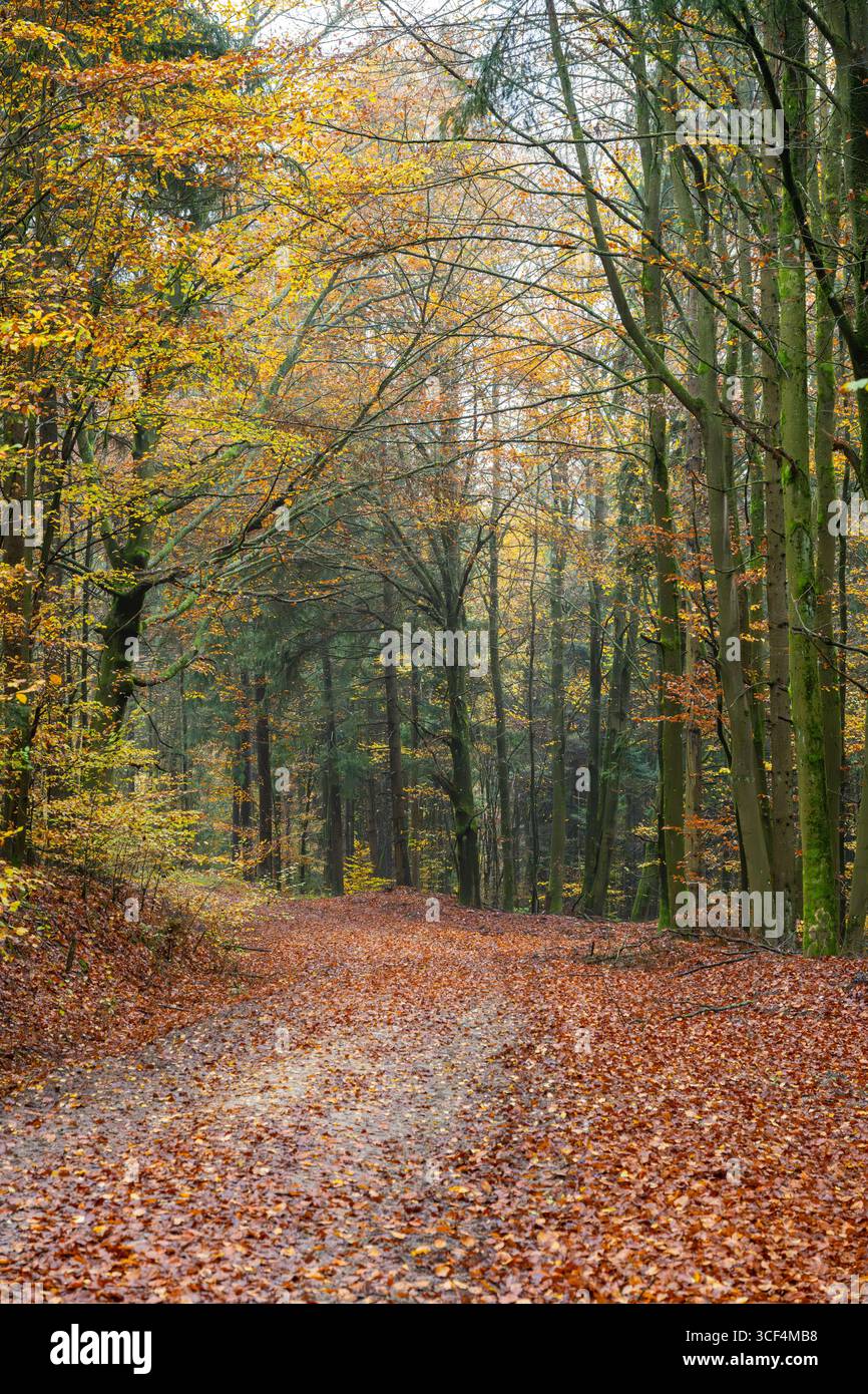 Paesaggio di un sentiero che attraversa la foresta europea di faggi (Fagus sylvatica), foglie colorate in autunno, Baviera, Germania Foto Stock