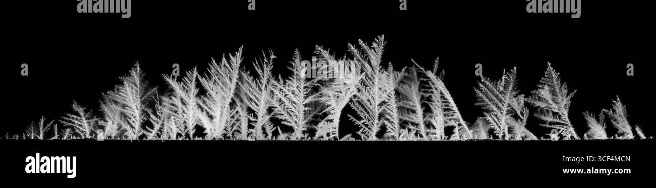 Macro estrema di delicati fiocchi di neve su sfondo nero. Veri cristalli di ghiaccio con dof poco profondo. Struttura della superficie orizzontale dei modelli di gelata della gelata Foto Stock