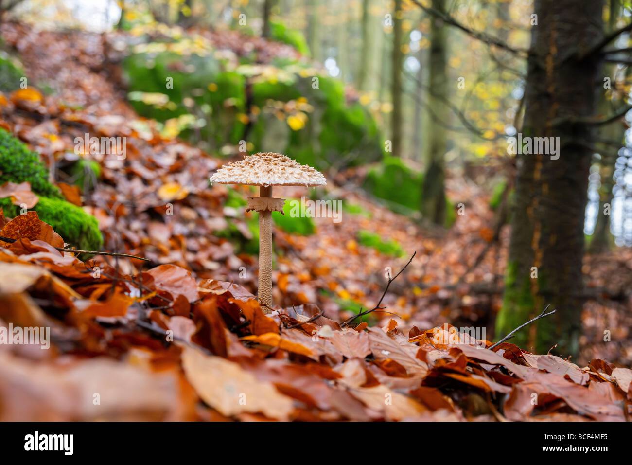 Fungo Parasol (Macrolepiota procera) in una foresta in autunno, Baviera, Germania Foto Stock