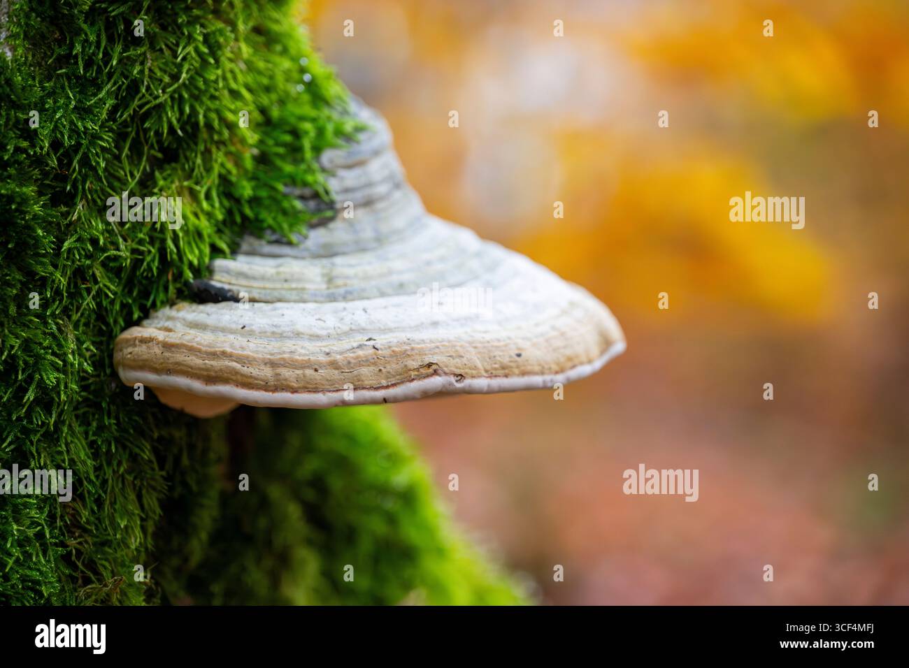 Fungo Tinder (Fomes fomentarius) su un tronco di faggio europeo (Fagus sylvatica) in una foresta in autunno, Baviera, Germania Foto Stock