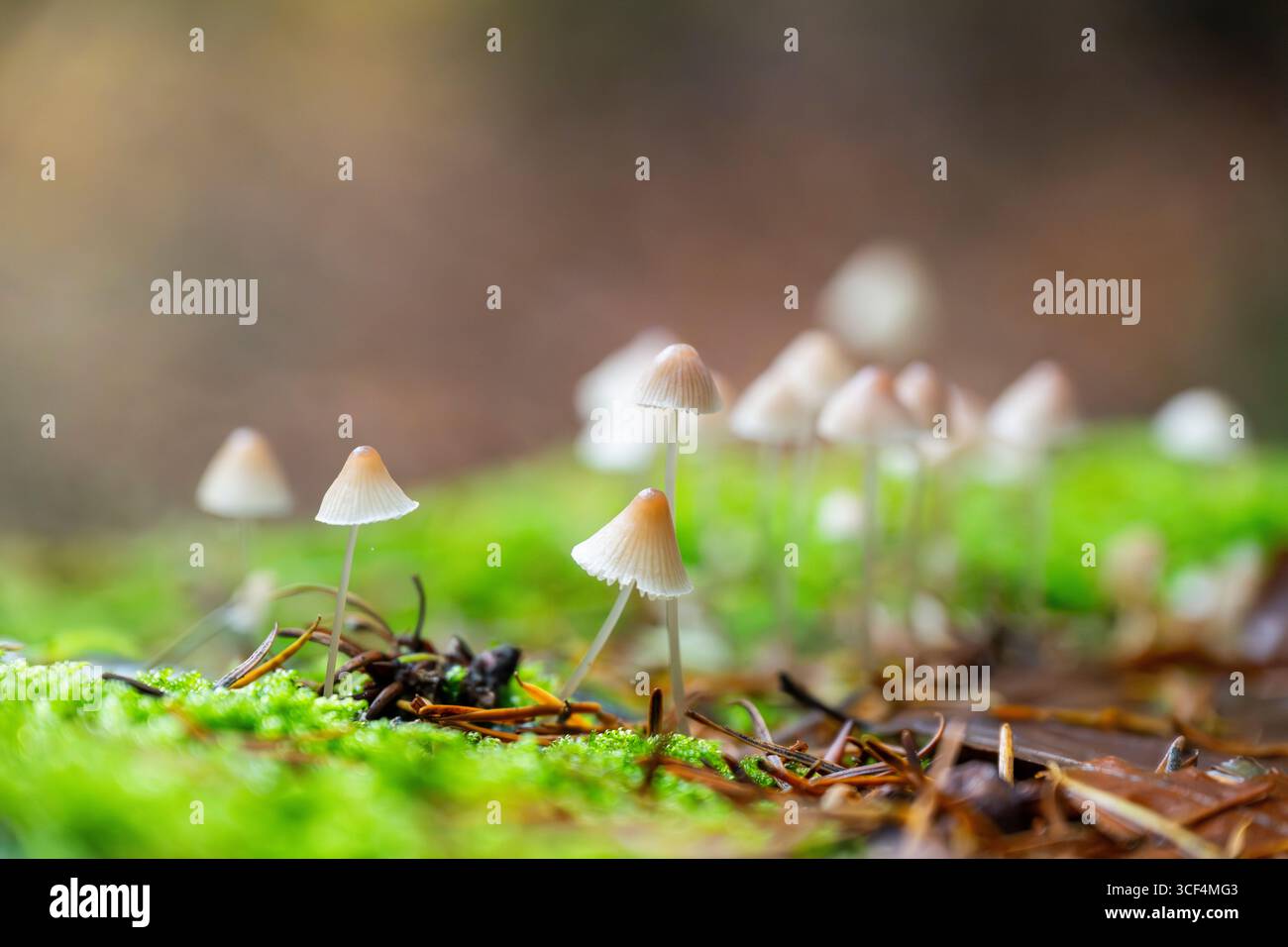 Fungo di Mycena galopus (Mycena galopus) in una foresta in autunno, Baviera, Germania Foto Stock
