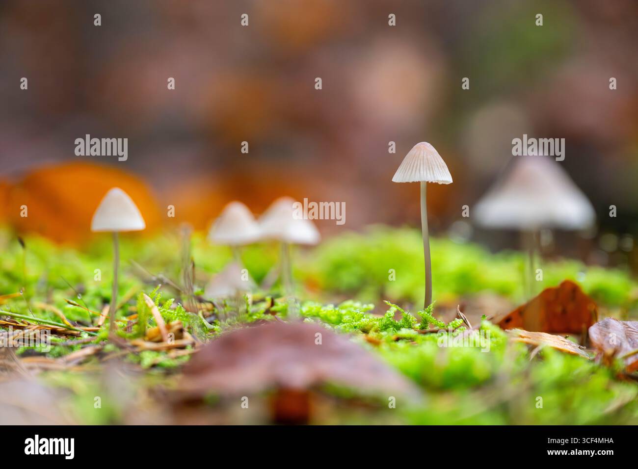 Fungo di Mycena galopus (Mycena galopus) in una foresta in autunno, Baviera, Germania Foto Stock