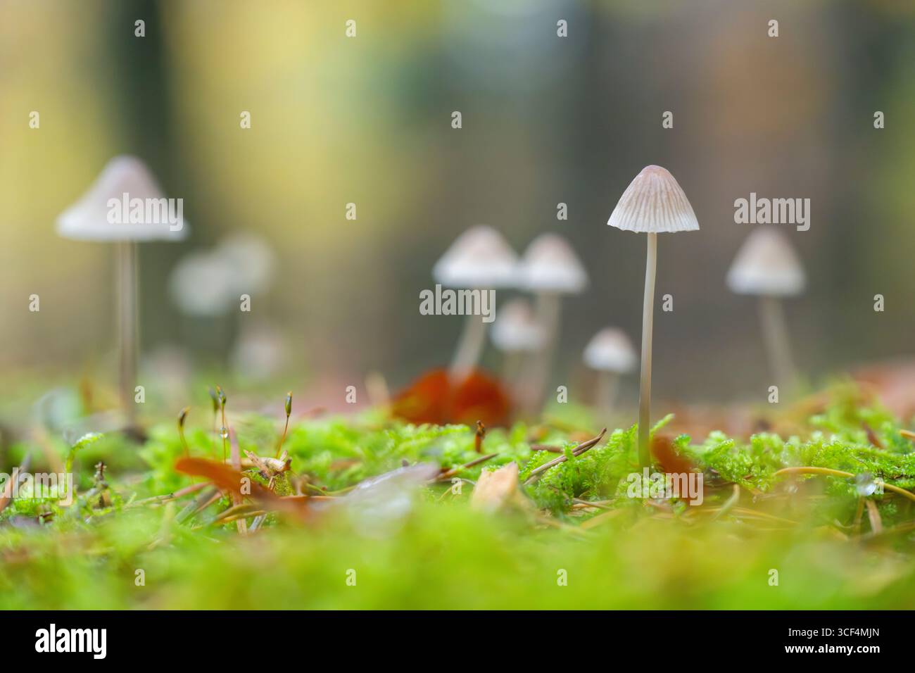 Fungo di Mycena galopus (Mycena galopus) in una foresta in autunno, Baviera, Germania Foto Stock