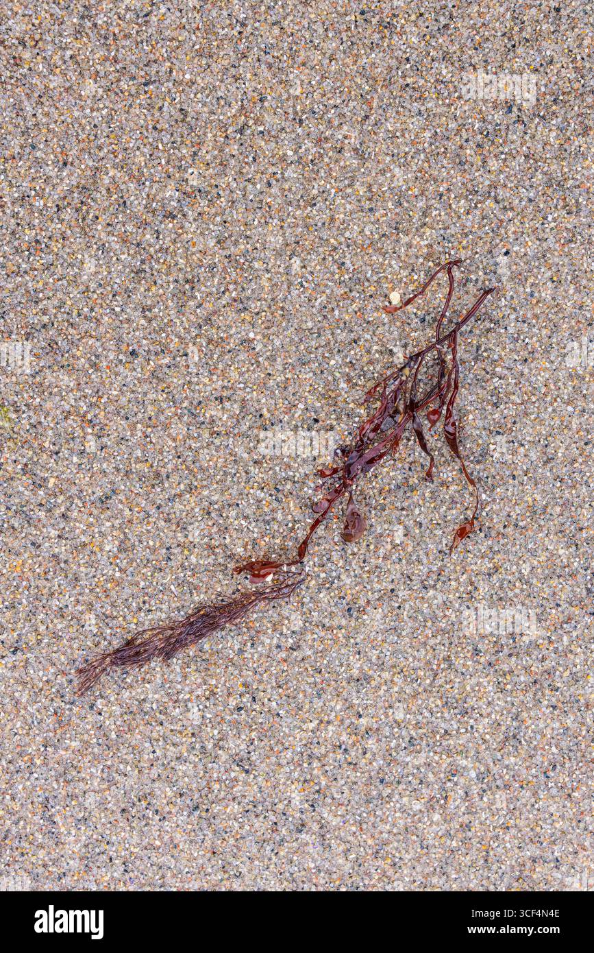 Vista a grandezza naturale della spiaggia di sabbia con alghe marine, vista dall'alto Foto Stock