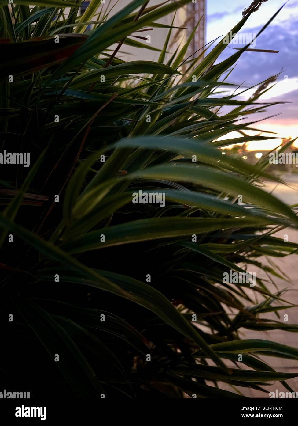 delicato tramonto attraverso l'erba di pampas sul prato Foto Stock