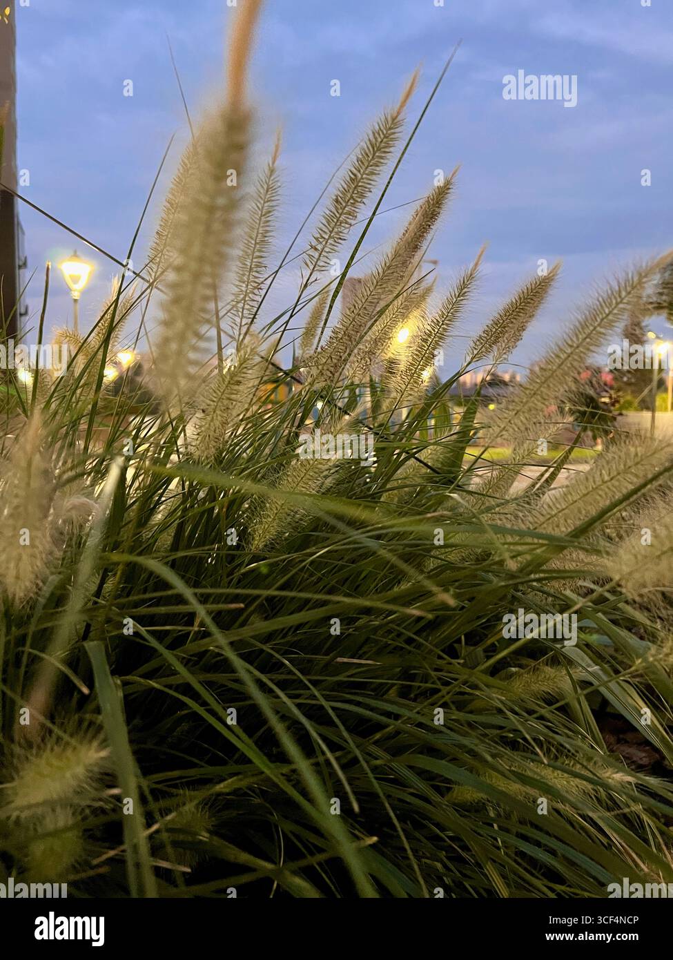 delicato tramonto attraverso l'erba di pampas sul prato Foto Stock