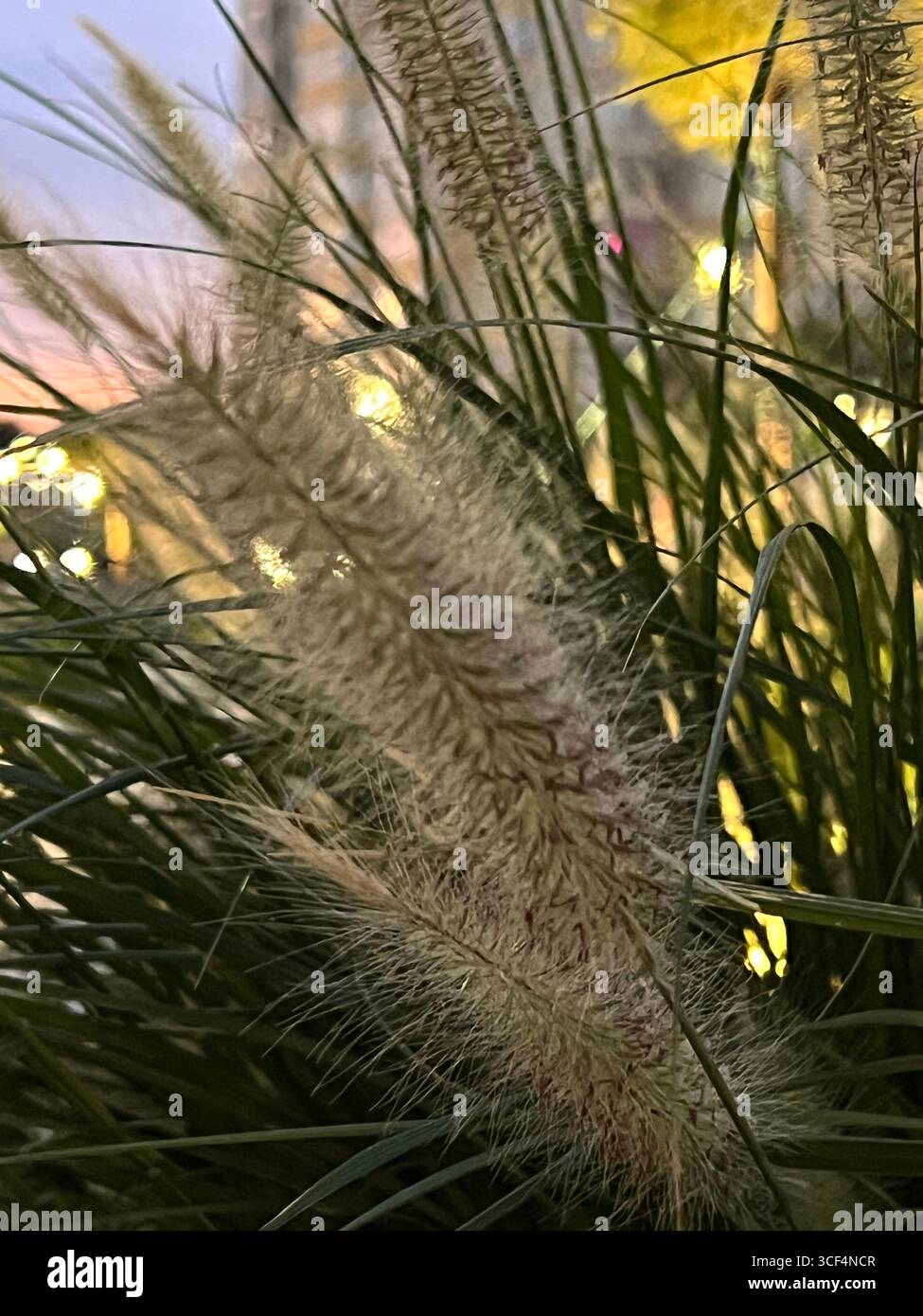 delicato tramonto attraverso l'erba di pampas sul prato Foto Stock