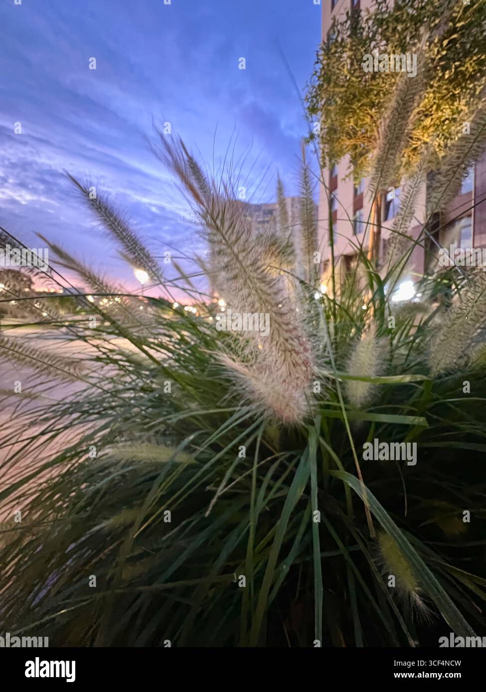 delicato tramonto blu e arancione attraverso l'erba pampas sul prato Foto Stock