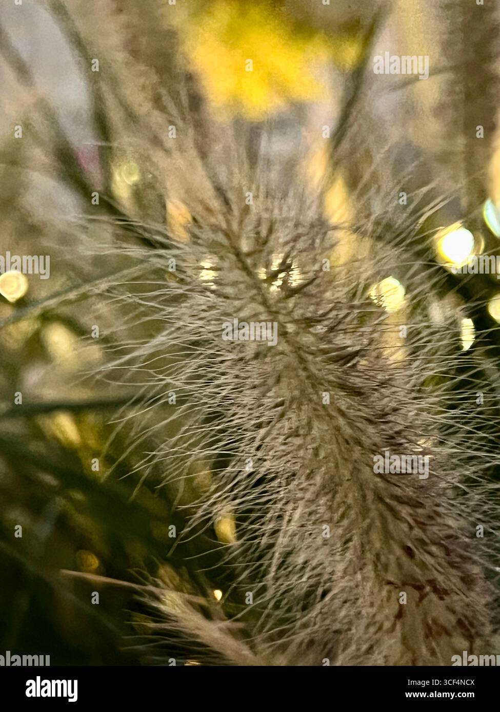 delicato tramonto attraverso l'erba di pampas sul prato Foto Stock