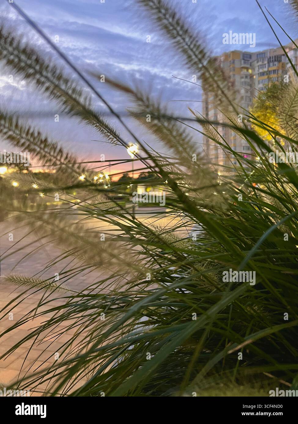 delicato lilla con tramonto arancione attraverso l'erba pampas sul prato Foto Stock
