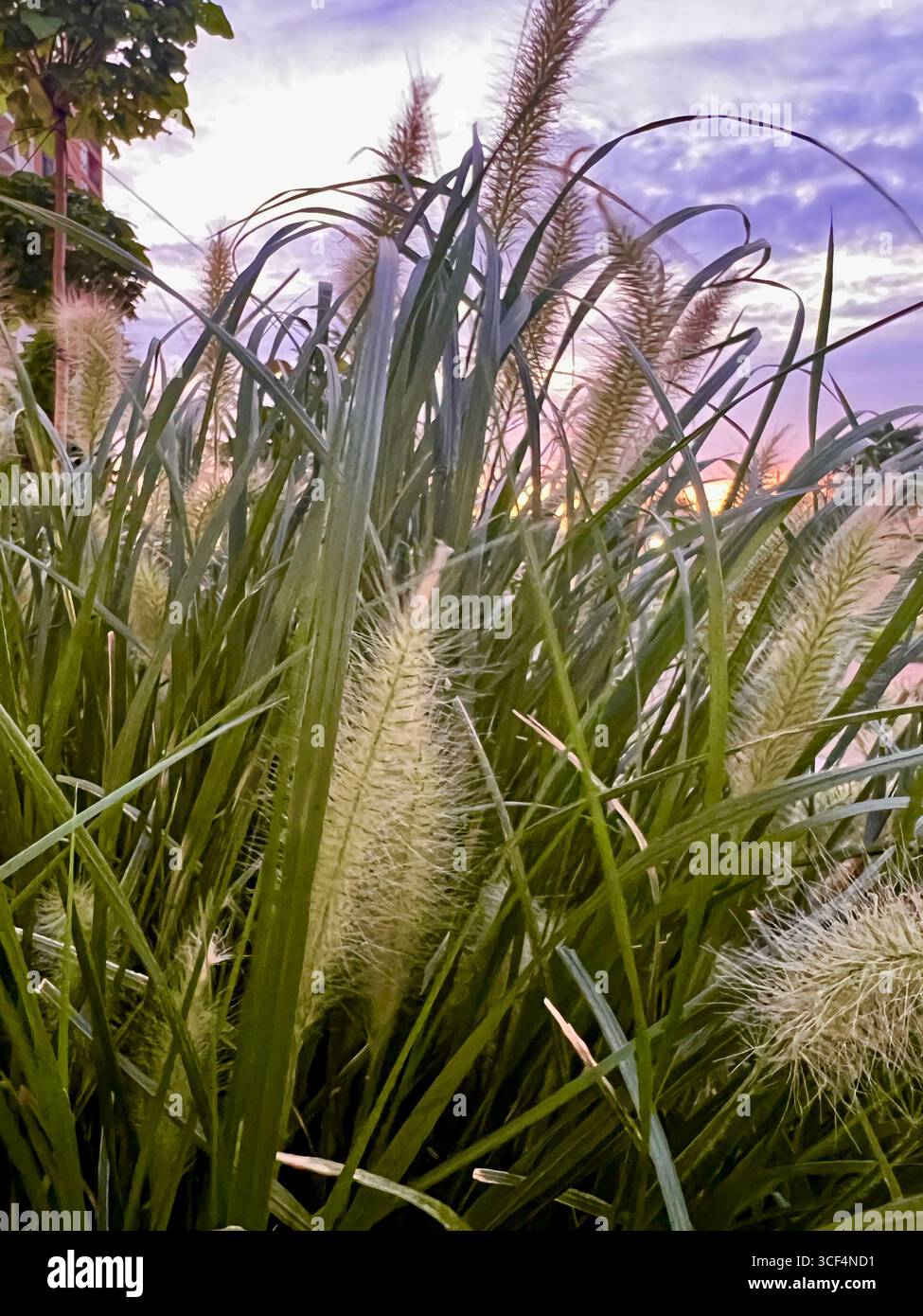 delicato lilla con tramonto arancione attraverso l'erba pampas sul prato Foto Stock