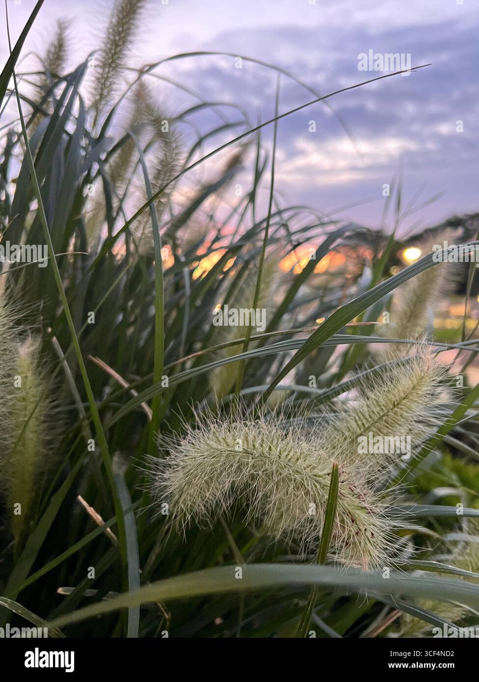 delicato lilla con tramonto arancione attraverso l'erba pampas sul prato Foto Stock