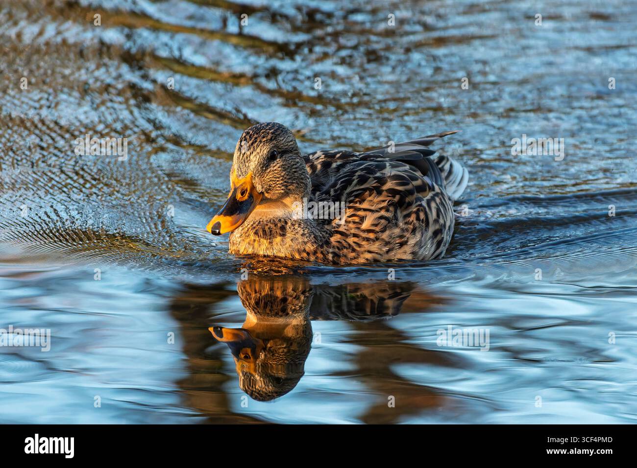Il corvo (Anas platyrhynchos) è una specie di uccello della famiglia delle anatre (Anatidae). Il maso è la più grande e comune anatra nutrice d'Europa. È la forma ancestrale dell'anatra domestica. Foto Stock