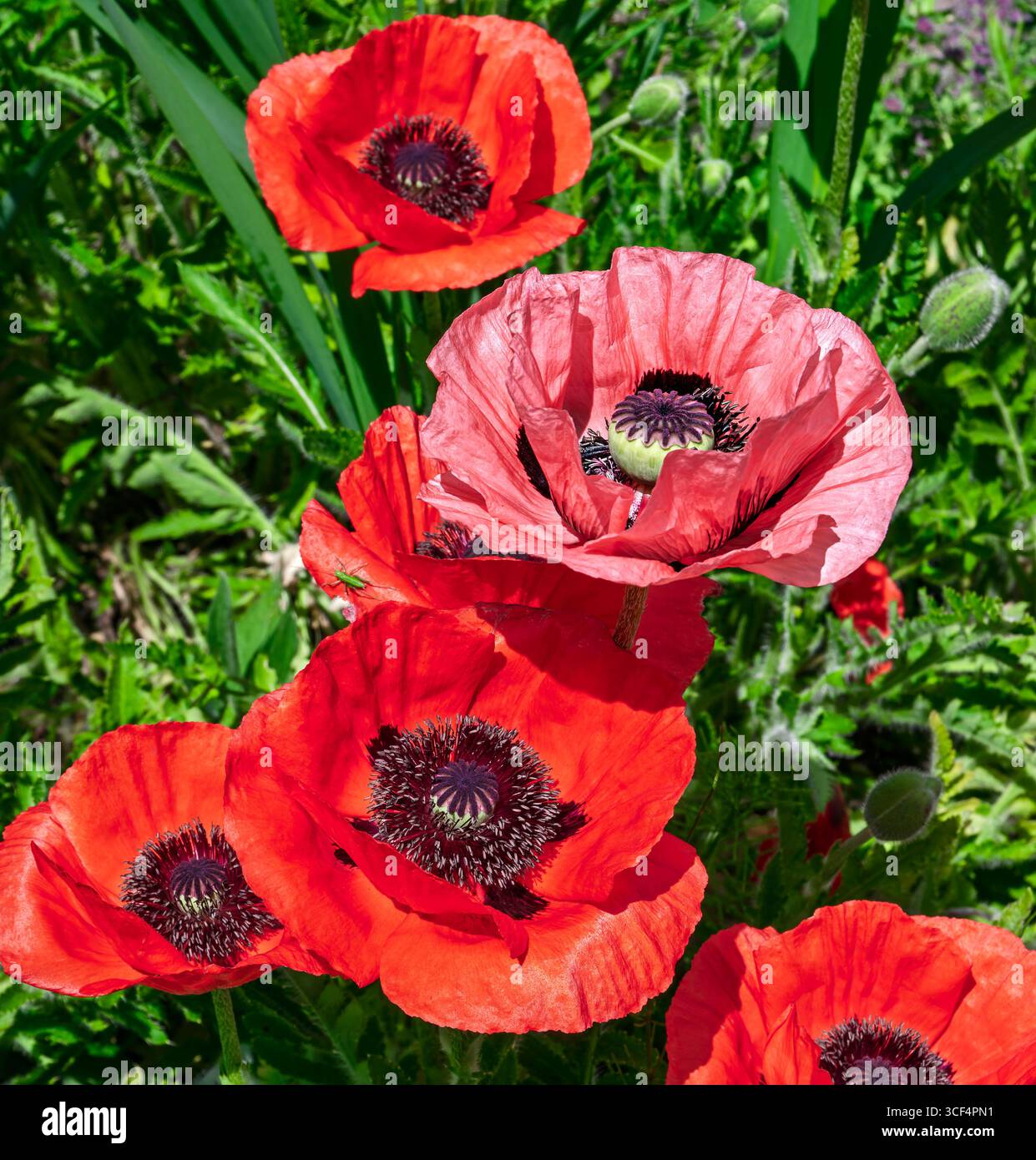 Papavero, fiori di papavero, una famiglia di papaveri simile a una tazza Foto Stock