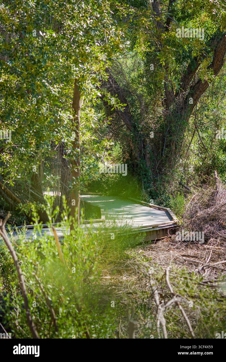 Passerella in legno immersa nel verde della natura boscosa. Big Morongo Canyon Preserve, Morongo Valley, California Foto Stock