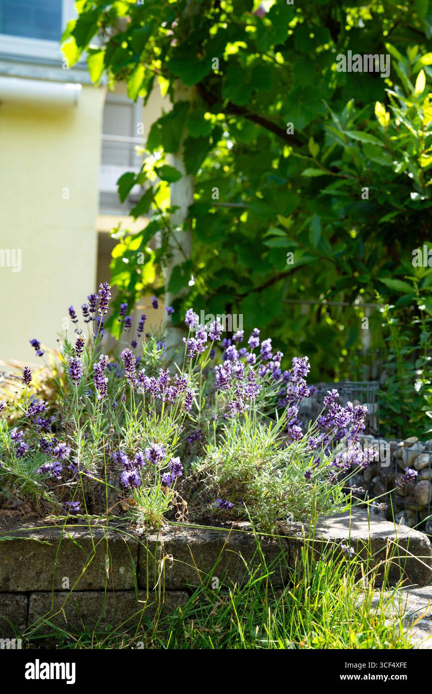 Cespuglio di lavanda in fiore nel giardino. Fiore estivo viola. Foto Stock