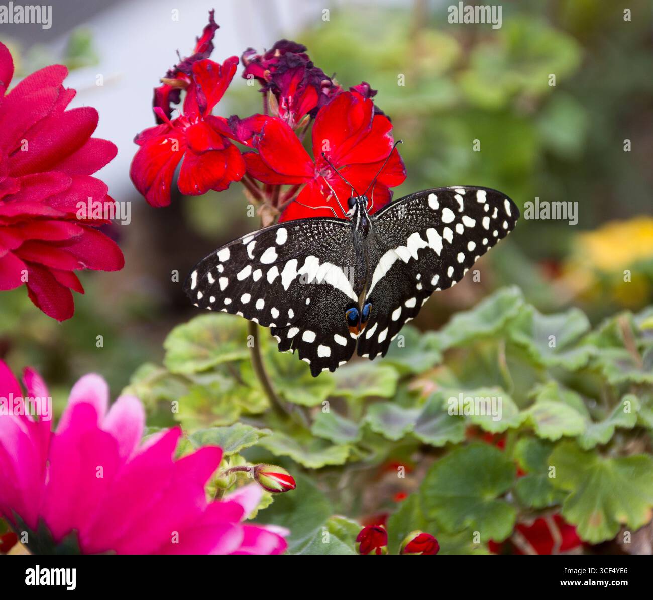 Papilio demoleus, noto anche come lime o coda di rondine al limone, in una casa di farfalle Foto Stock
