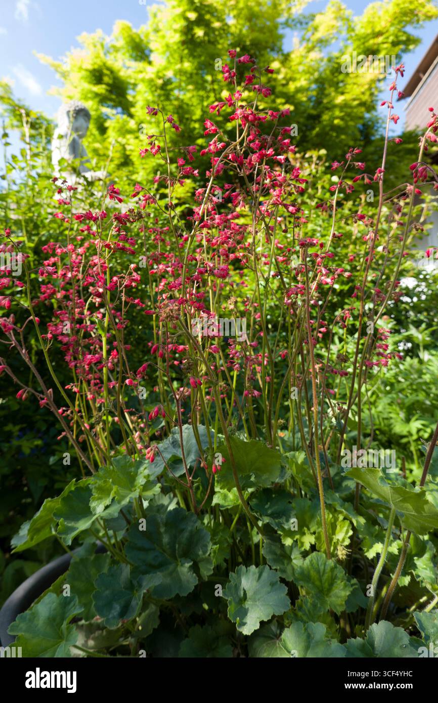 Semi Di Heuchera (Campane Di Corallo) – 600 Semi Perenni, Resistenti All’Inverno, Per Giardino E Interni, Aromatiche E Decorative