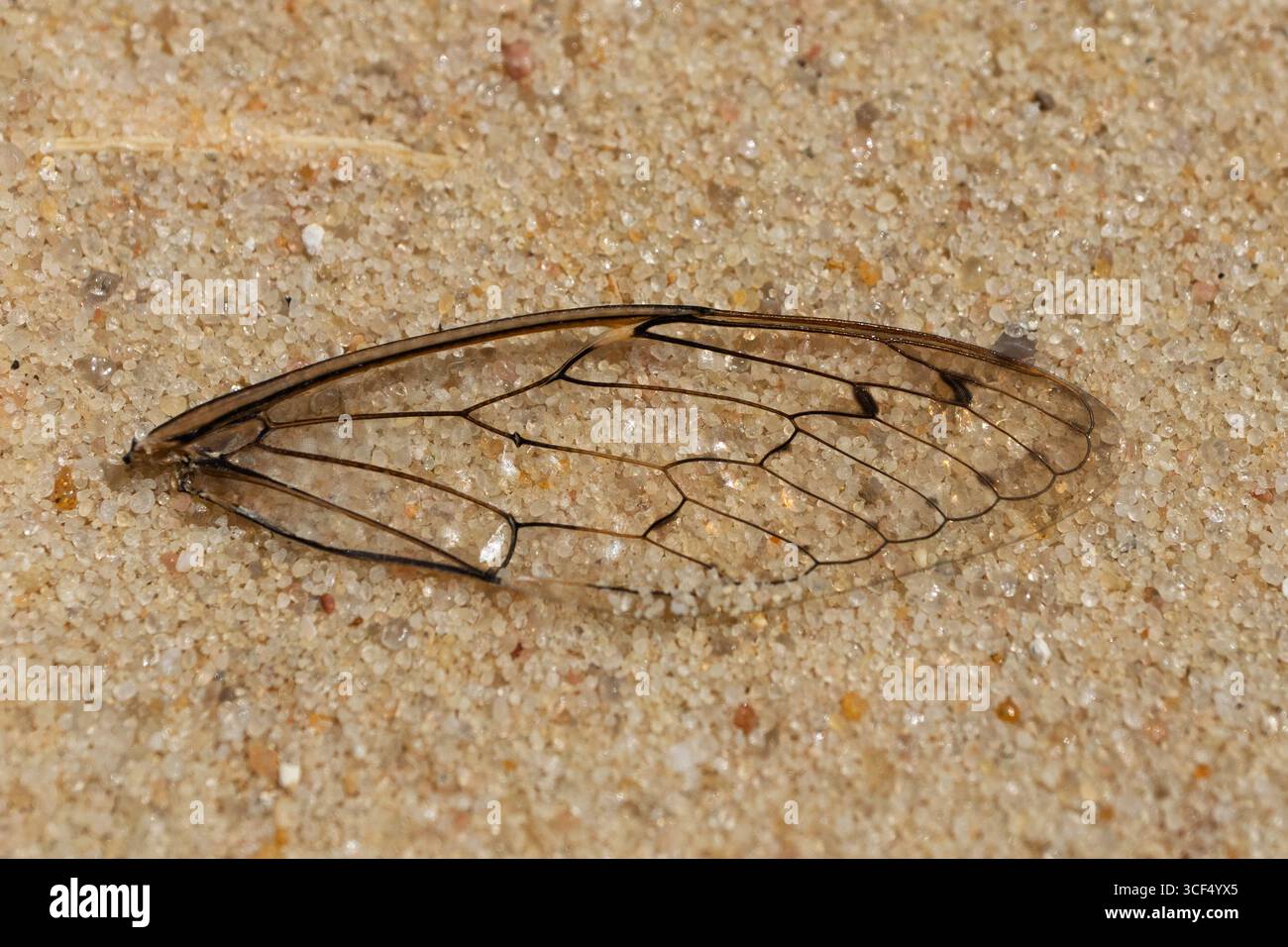 L'ala trasparente della cicada, che mostra intricati motivi di venazione, si trova su un letto di sabbia fine, che mostra la bellezza dei dettagli della natura Foto Stock