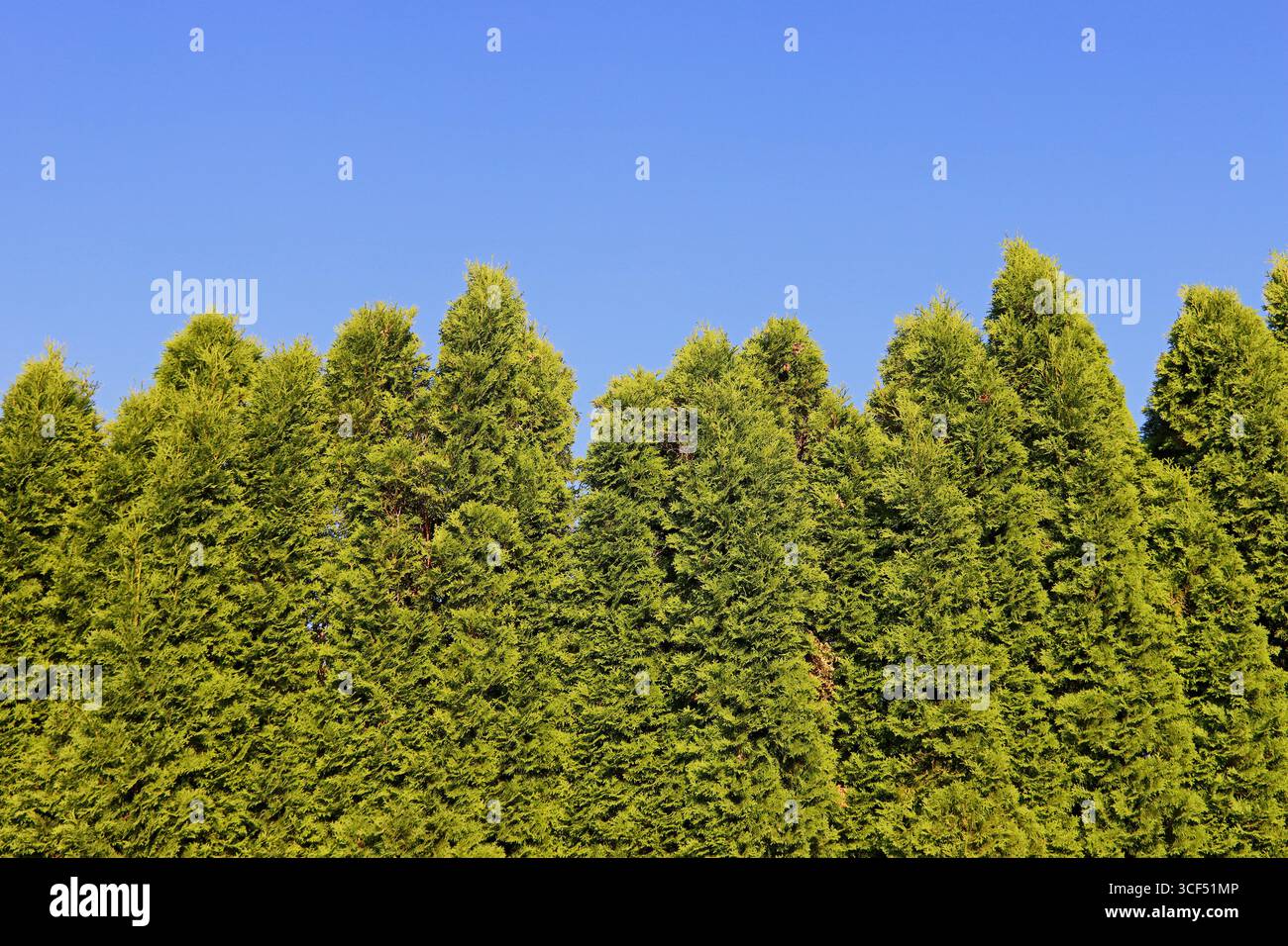 Thuja Hedge, schermo Evergreen e privacy Foto Stock
