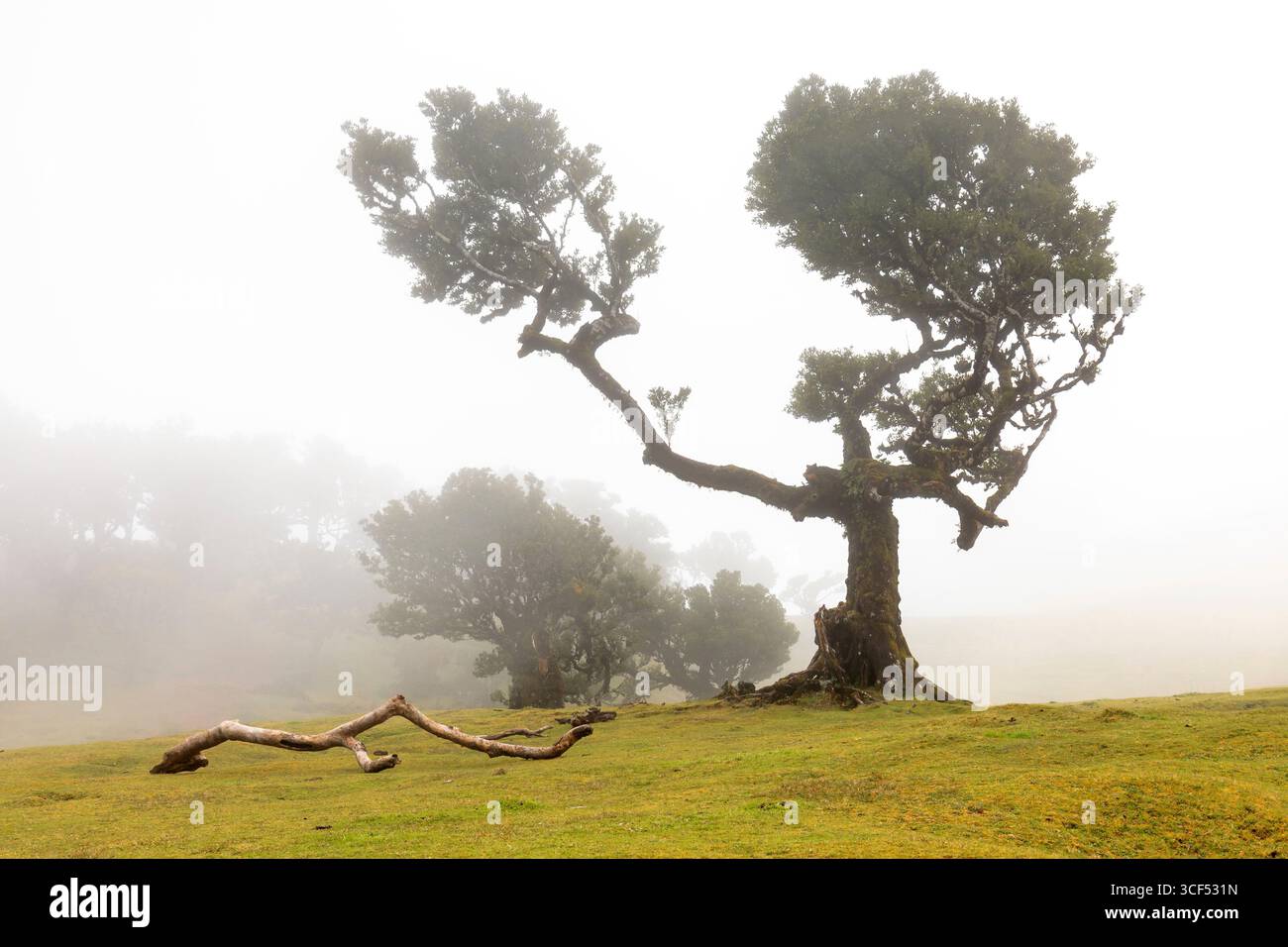 Alloro albero nella foresta nuvolosa, Fanal, di Madera Foto Stock