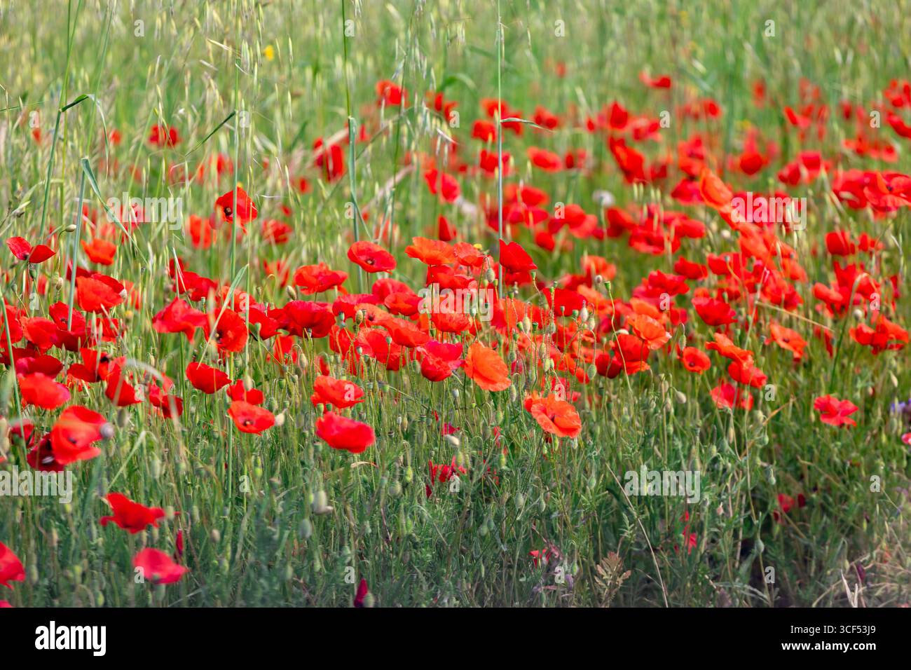 I vivaci papaveri rossi che sbocciano in un lussureggiante campo verde creano un'incredibile esposizione, infondendo il paesaggio naturale con colori ricchi e bellezza durante le calde stagioni della primavera e dell'estate Foto Stock